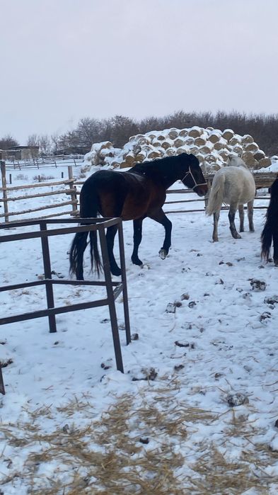Продается жеребец ...
