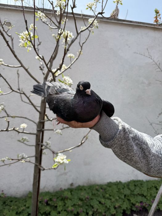 Продават се гълъби, бургаски палове