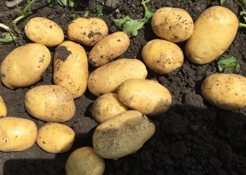 Семина Аризона R2