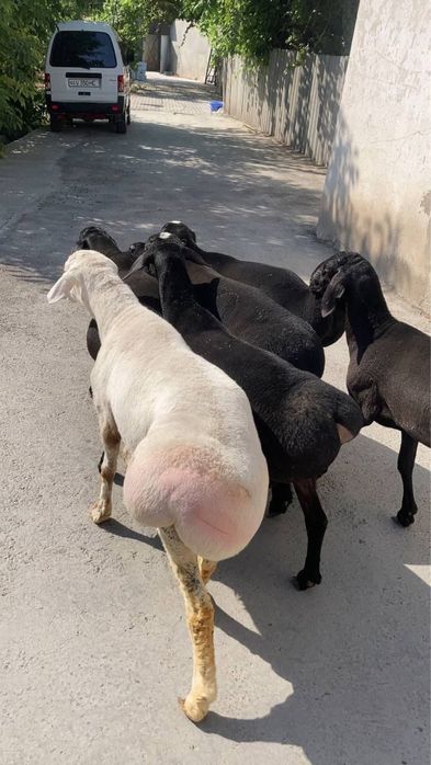 Кой кассоб бор 24/7