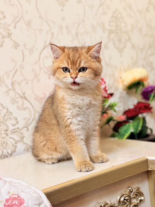 Britanski zolotisti shinshilla sotiladi