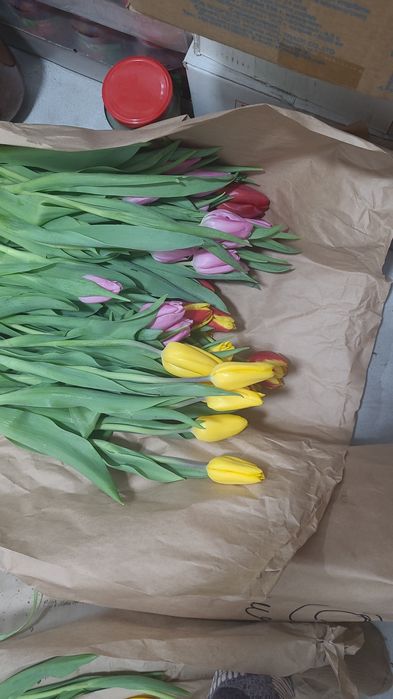 Цветый тюльпан в розницу 550 тенге