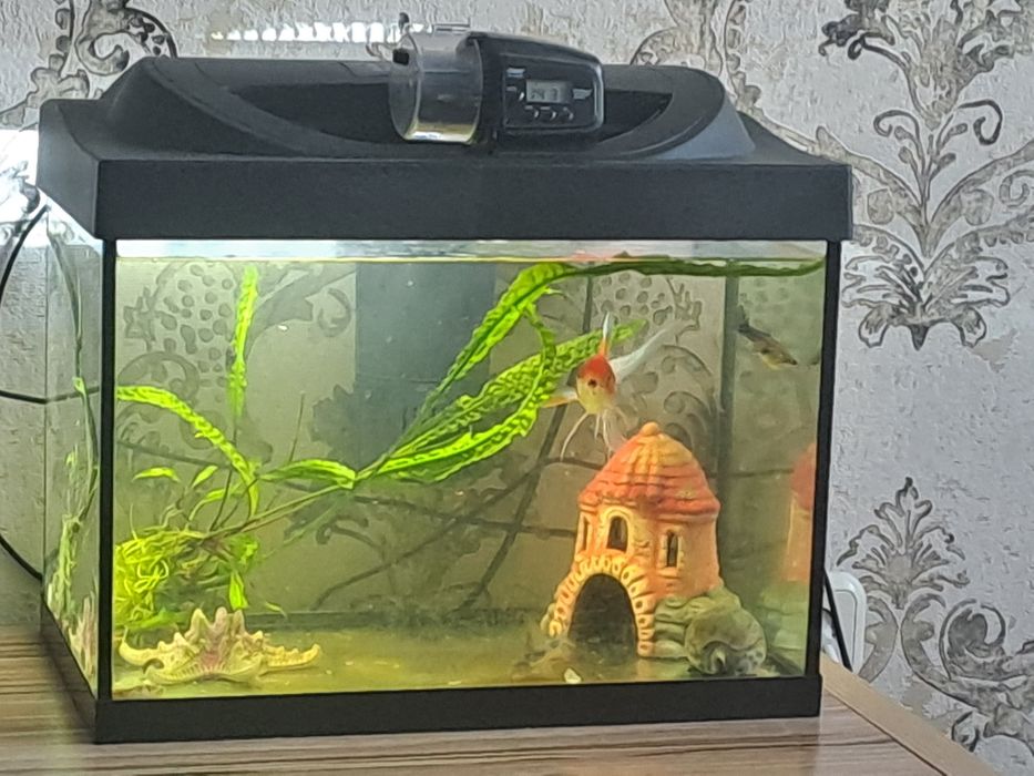 Аквариум с грунтом