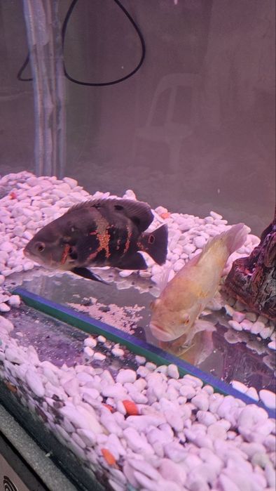 Akvarium sotiladi Baliqlari bilan