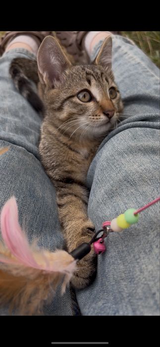 Котенок в добрые руки