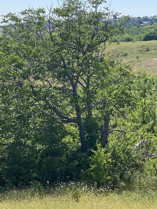 Земеделска земя Белащица/Марково