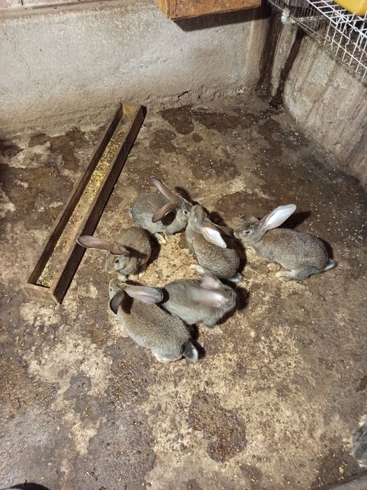 Продавам зайци белгийски великани