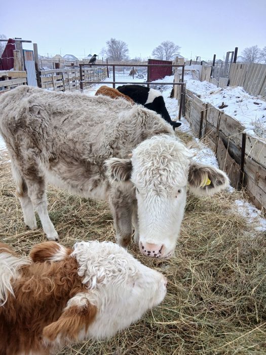 сиыр сатылады .багасы