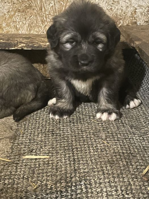 Femela ciobanesc caucazian