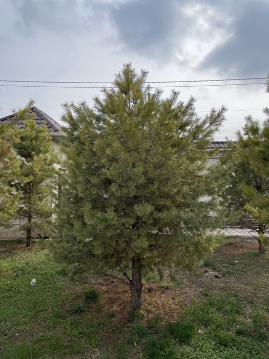 ёлки для сада!!!
