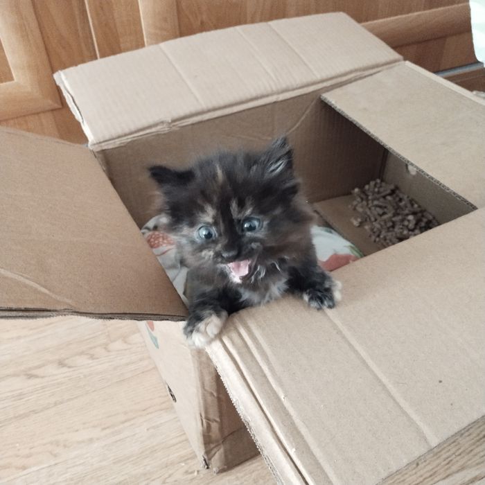 Отдам котенка в надёжные руки