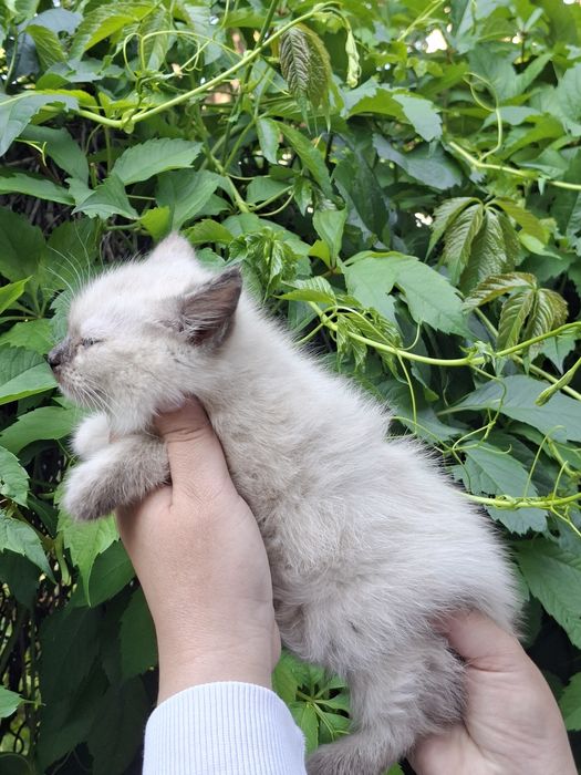 Отдам Котят .Все Мальчики.