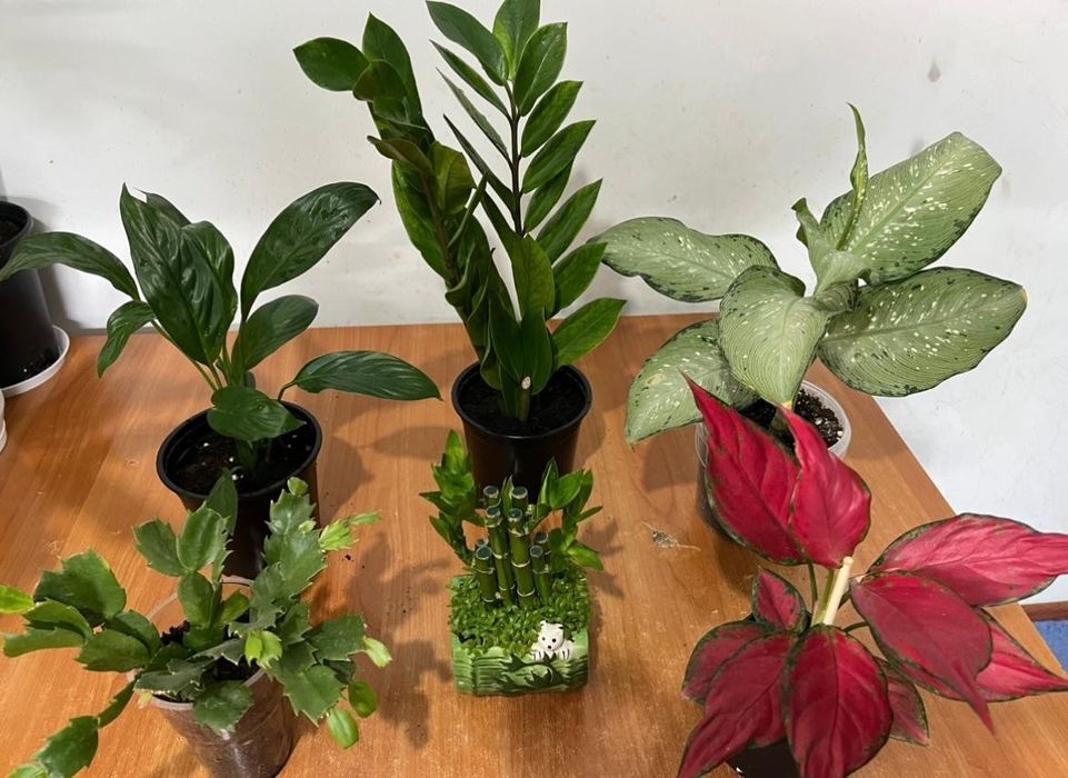 Комнатные растения