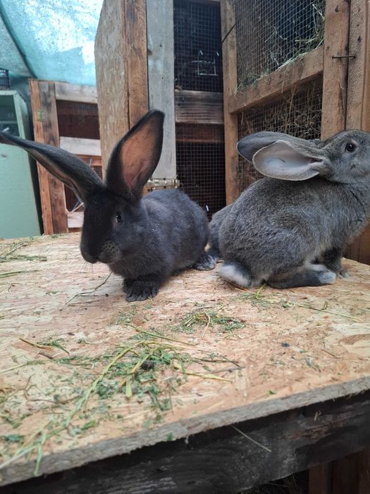 Urias German Gri Fier si Gri