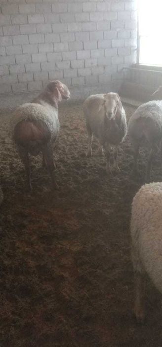 Откорм тоқты қошқарлар