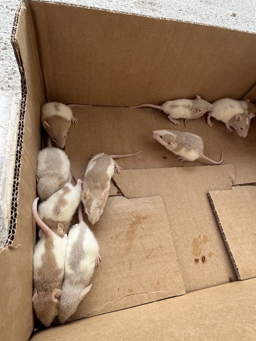 Vand soareci si sobolani de companie