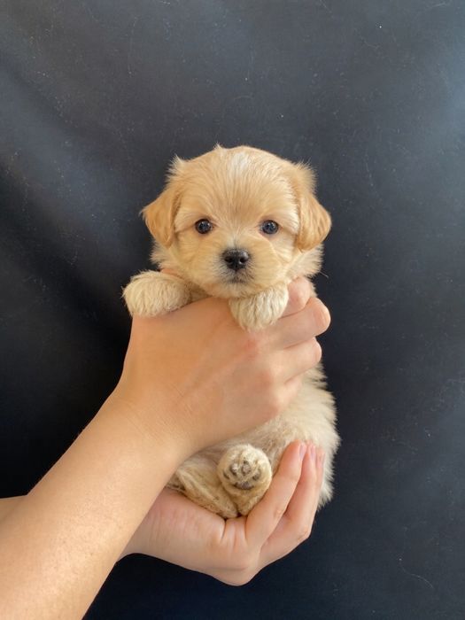 Maltipoo mini toy