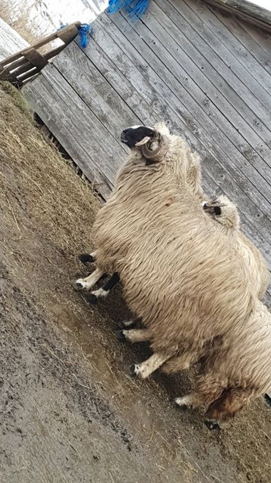 Vand sau schimb berbeci