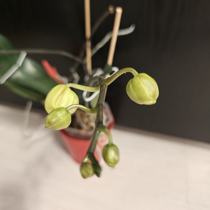 Orhidee phalaenopsis galben
