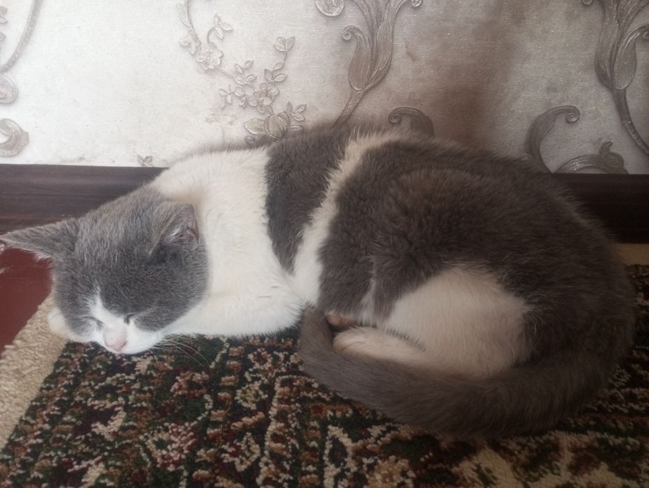 Srochna sotladi zotor