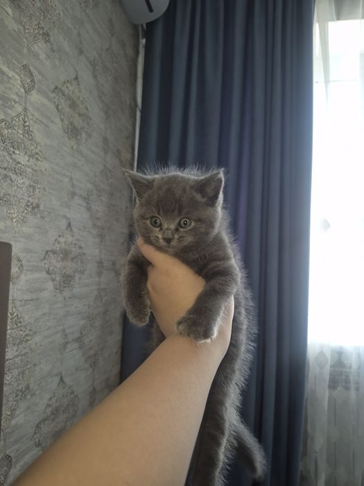 Котята шотландские прямаушки и вислоушка