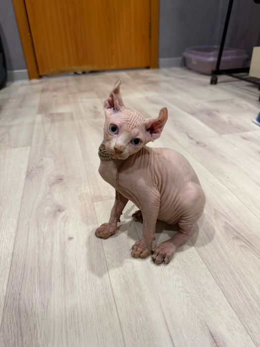 Шикарный сфинкс эльф