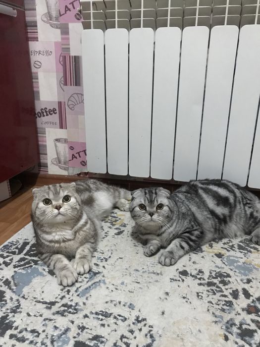 Связка Скоттиш фолд