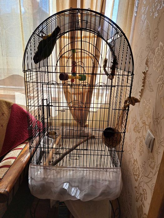 Vând papagal Senegal