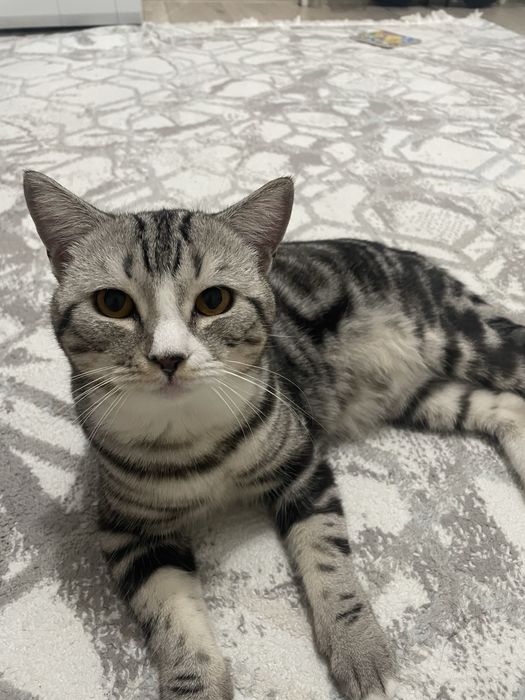 Отдам кота в хорошие руки,