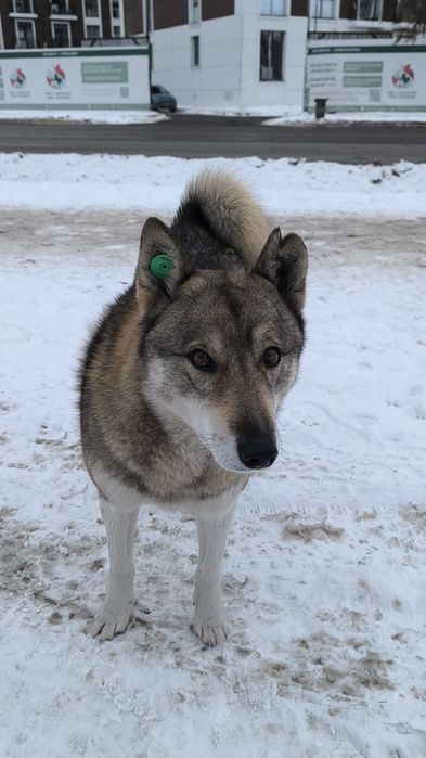 Лайка мальчик в добрые руки
