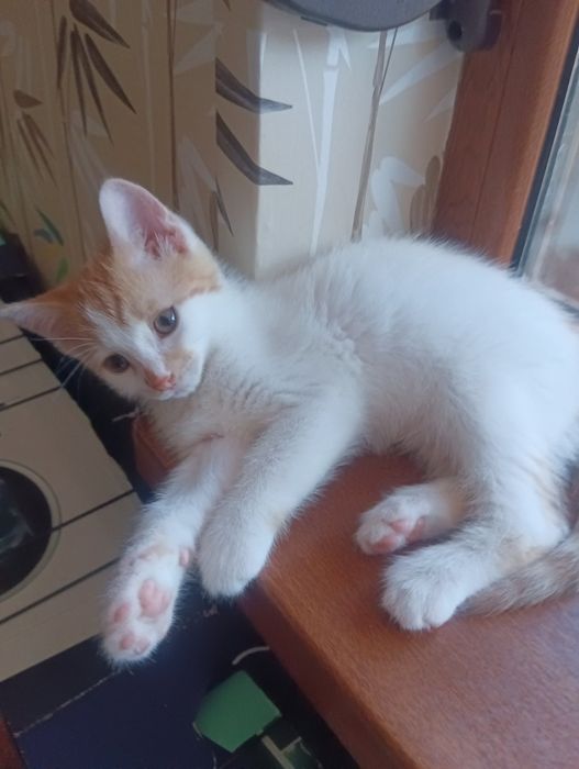 Мъжки котета на 3 месеца търсят дом