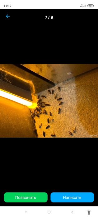 Dezinfeksiya klapa tarakan chumoli burga taxta kanasi mandaloshka kala