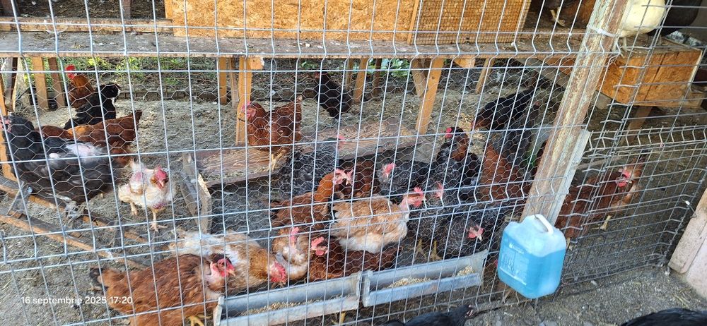 Gaini  americane , Oua consum de gaina la 2 lei