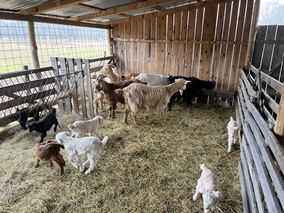 De vanzare capre cu iezi