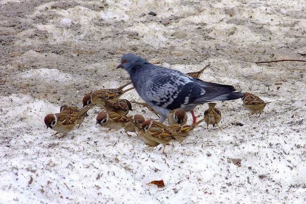 Продается Фазаны кеклики утки гуси кабаны все с охоты