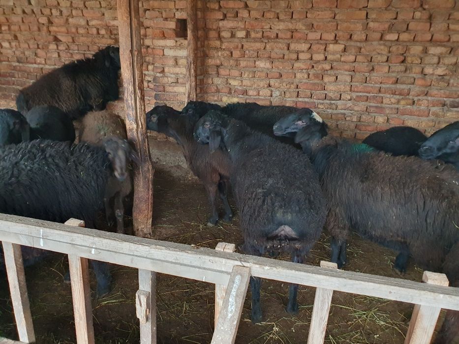 Husori Qo'yla  20 dona  12 oyli