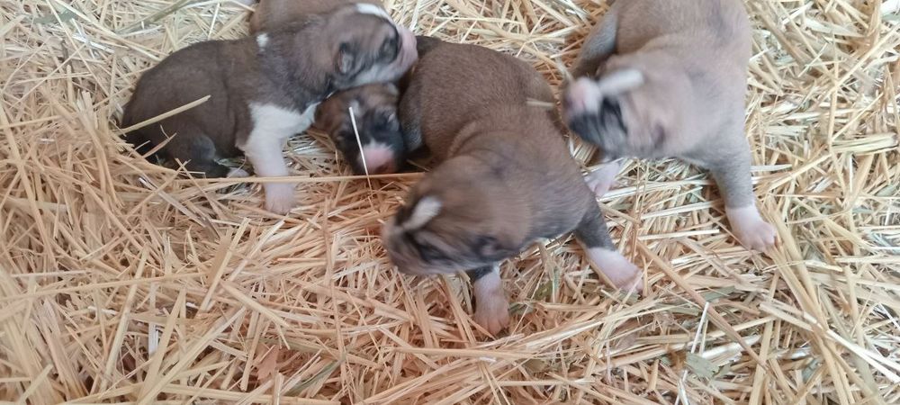 Kuchuklar Alabay kuchuklari.