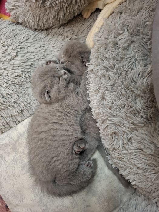 Продаются элитные котята 3 девочки 1 мальчик