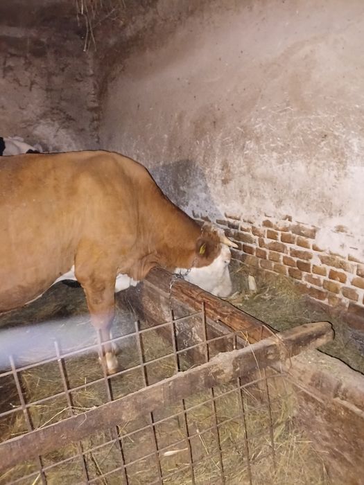 Vând juninca de 2 jumate