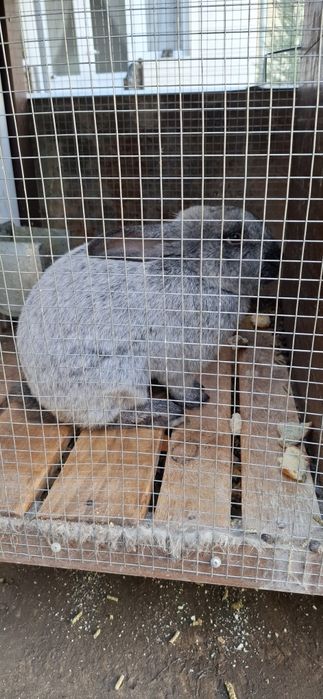 Paltava quyon sotiladi erkagi (sames)