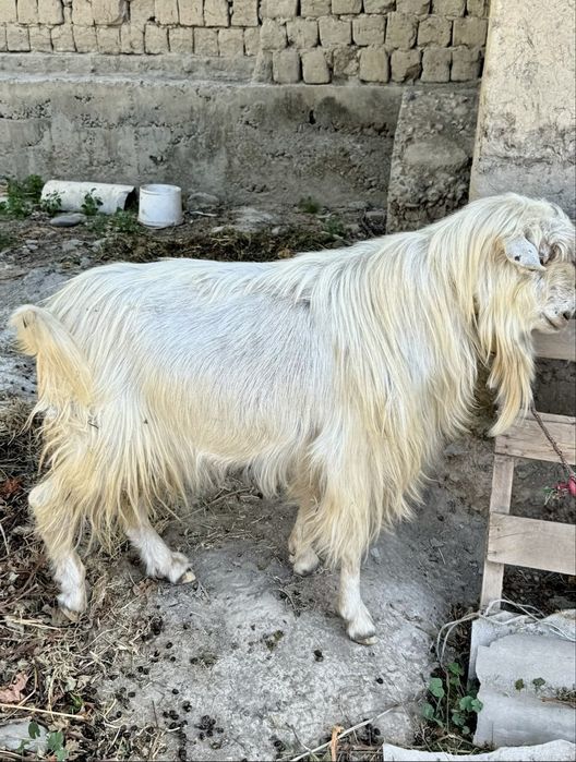 Sifatli zotli taka sotiladi