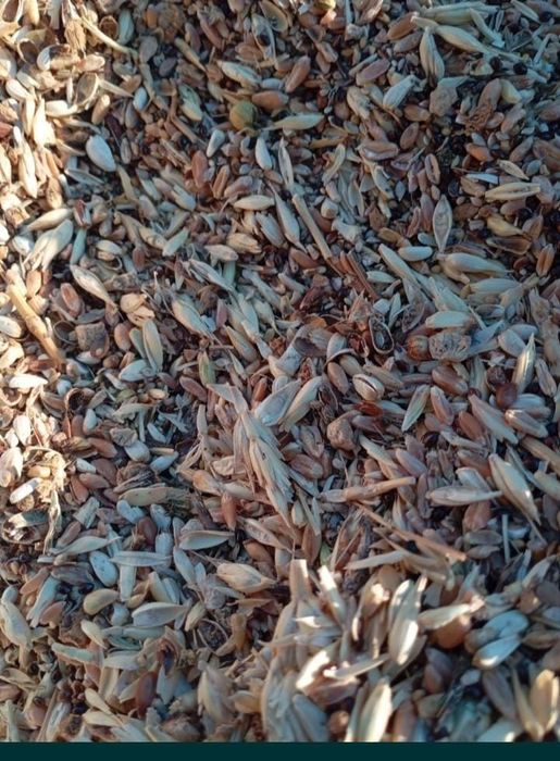 Отходы ячменя овес полова корма