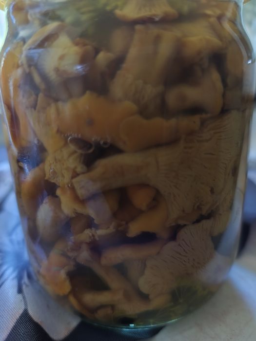 Продам грибы лисички