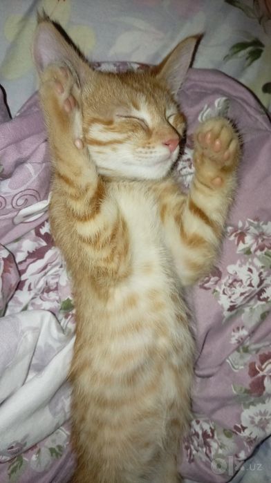 Tekinga mushuk beriladi