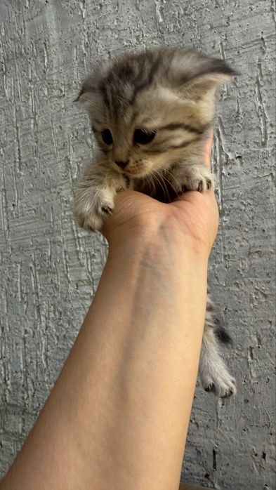 Котята родились 7 апреля