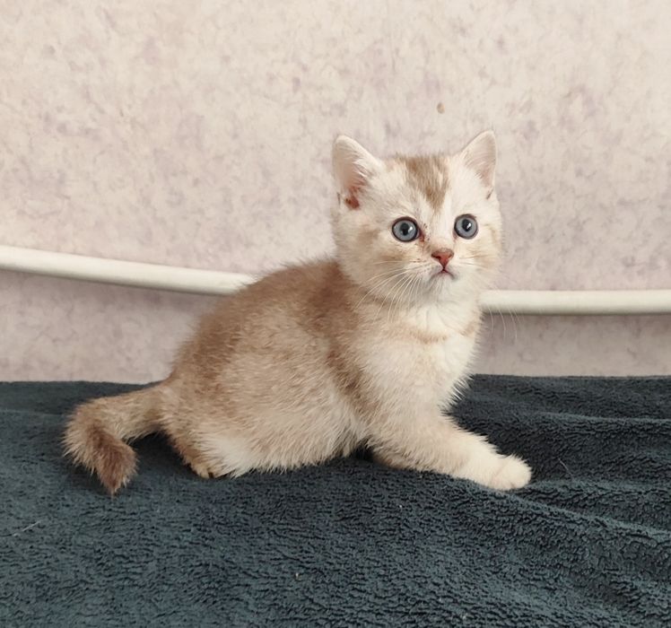 шиншиллки котята