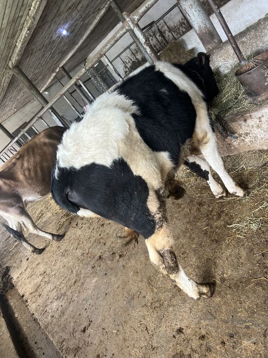 Vand tauras 8 luni albastru belgian