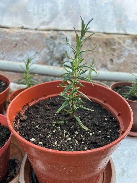 Розмарин свежий  всегда