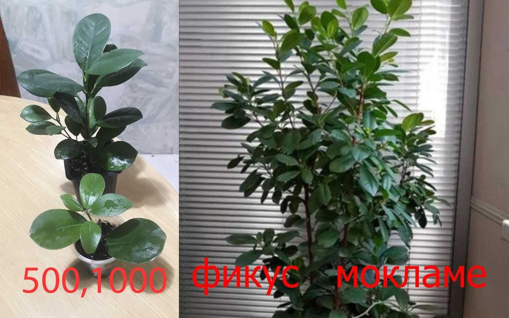 Комнатные  цветы