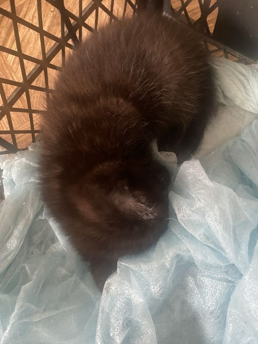 Продам котят шатланцев